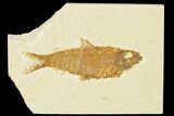 Detailed Fossil Fish (Knightia) - Wyoming #155472-1